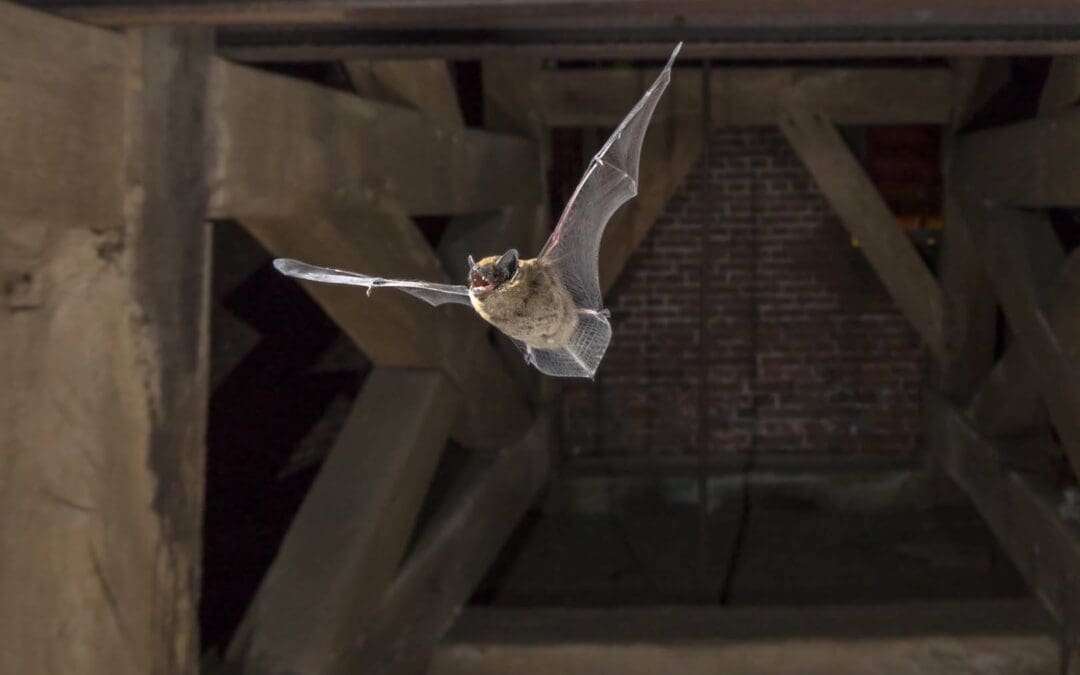 Bat Walk in Wellow Brook Walk