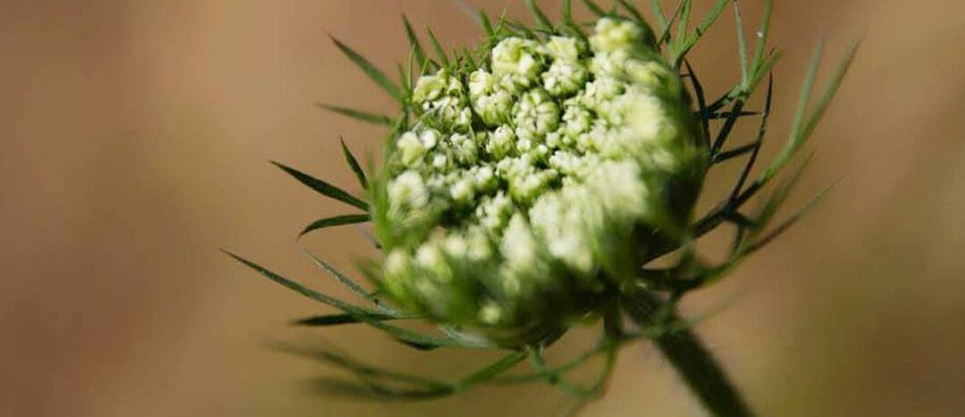 Close up Macro photo of a natural English flower