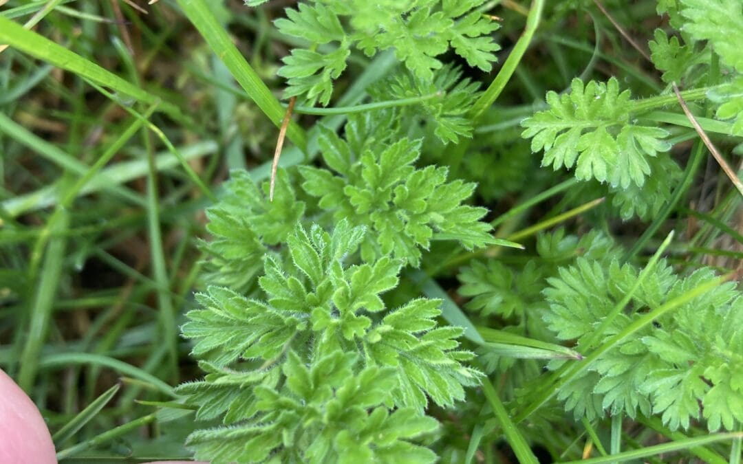 Waterside Valley Wildlife Walk – With Steve England