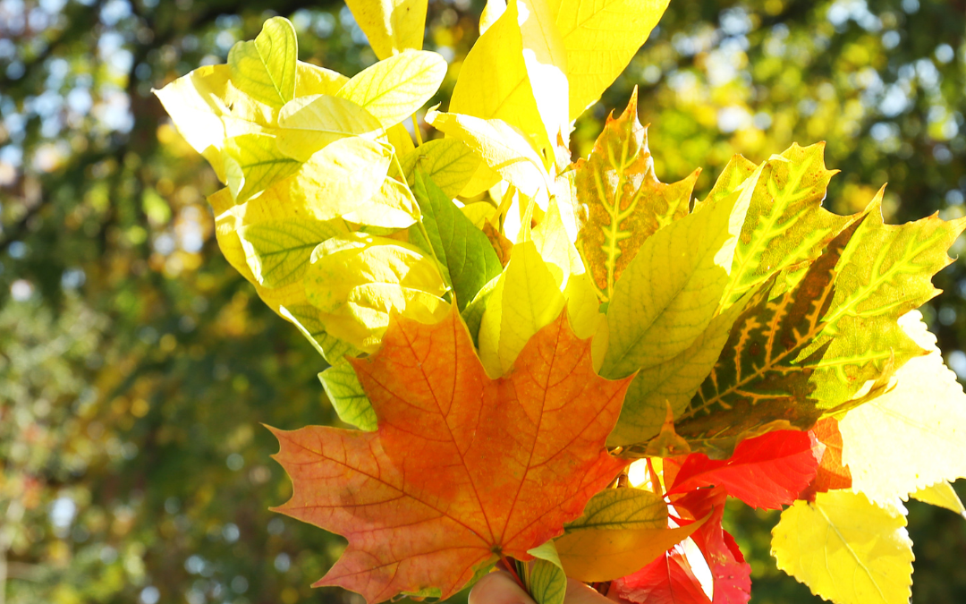 Autumn Family Nature Walk