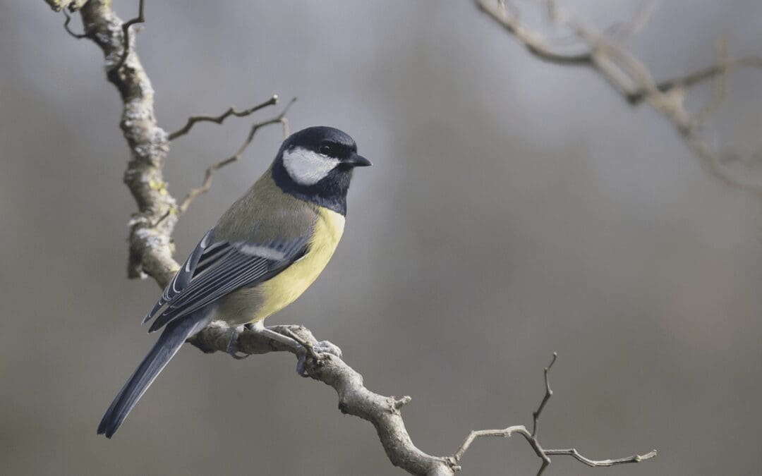 Nest Boxes in Midsomer Norton Town Park