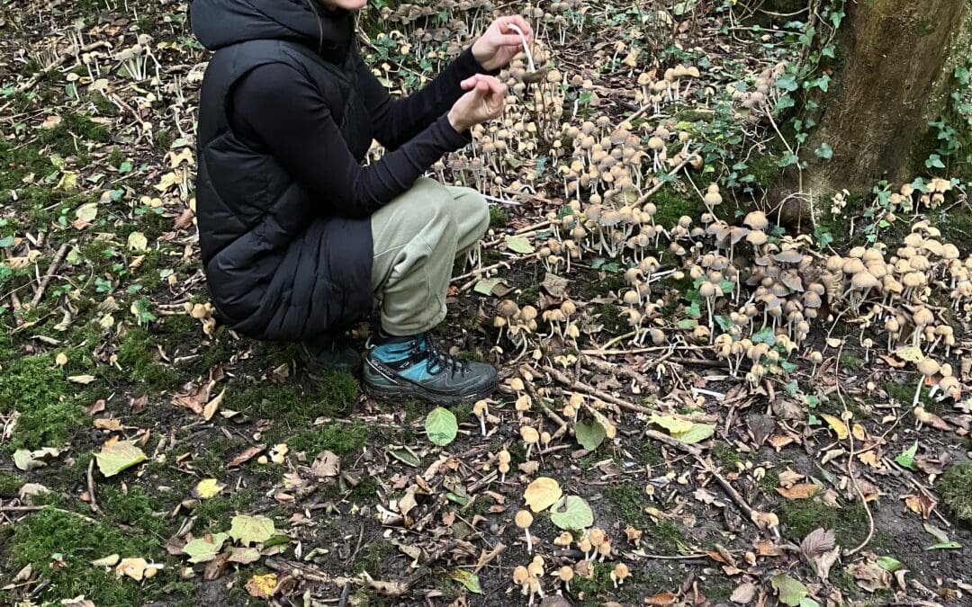 An Introduction to Early Spring Foraging