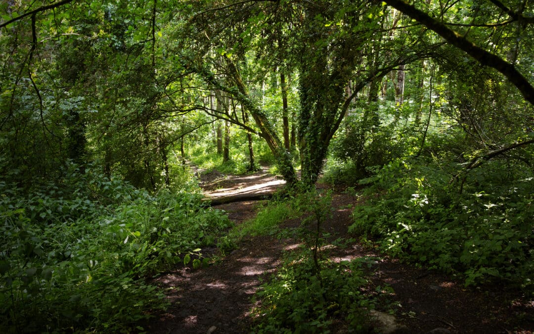 Family Woodland Adventure!