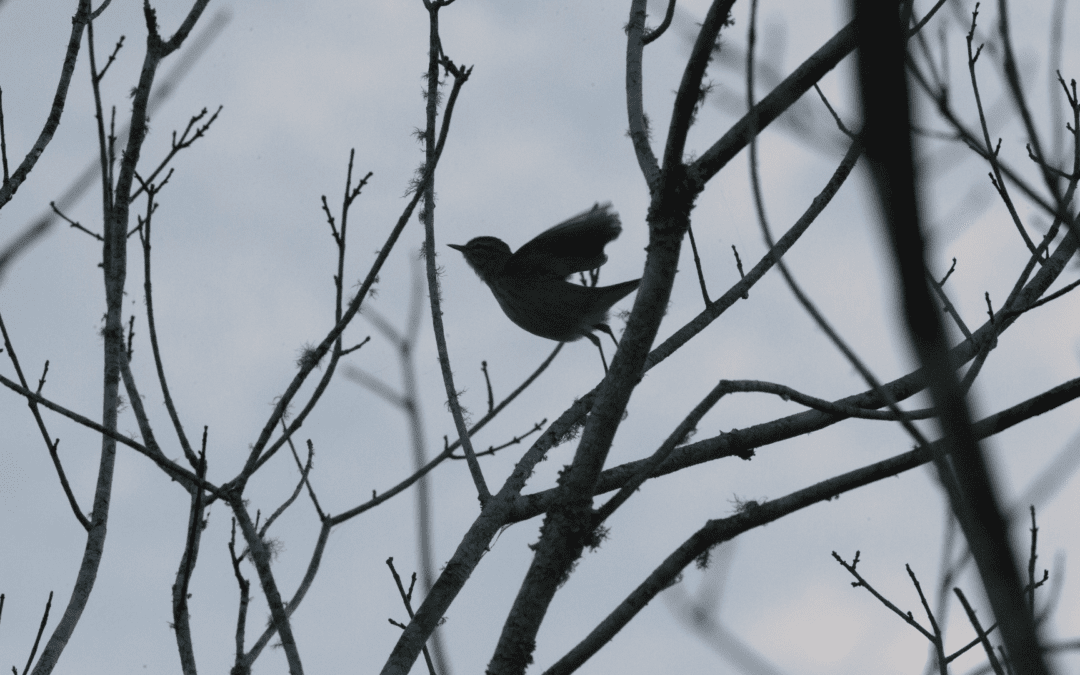 Dawn Chorus Walk