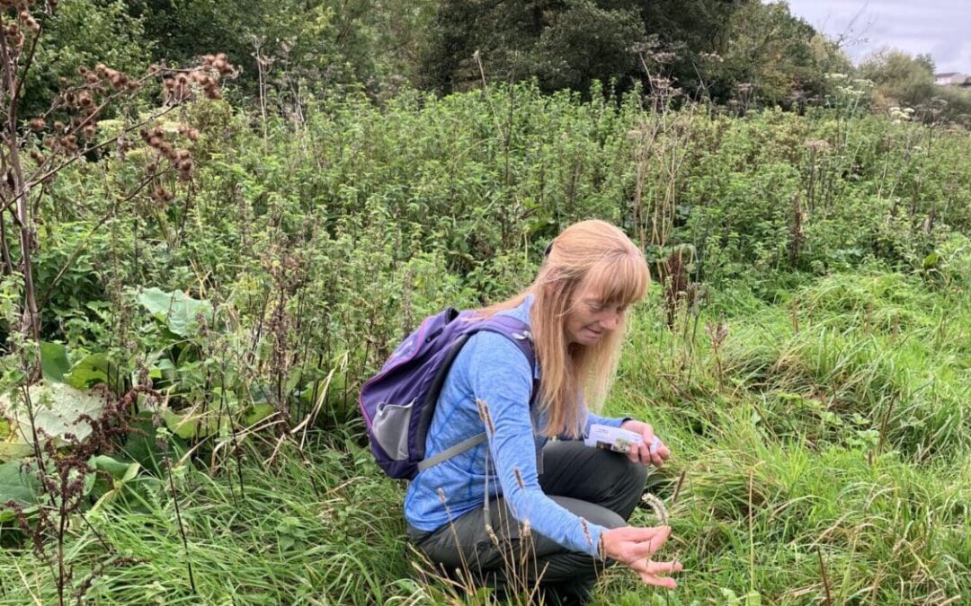 Beginners Plant Identification Walk