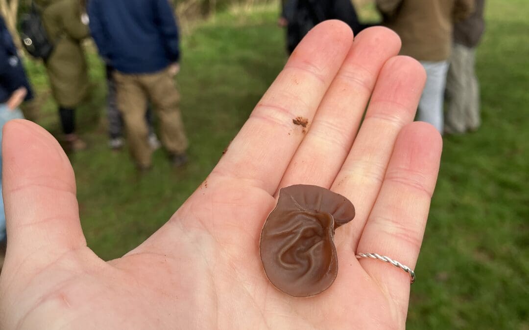 Less Walk More Talk – A Gentle Foraging Workshop