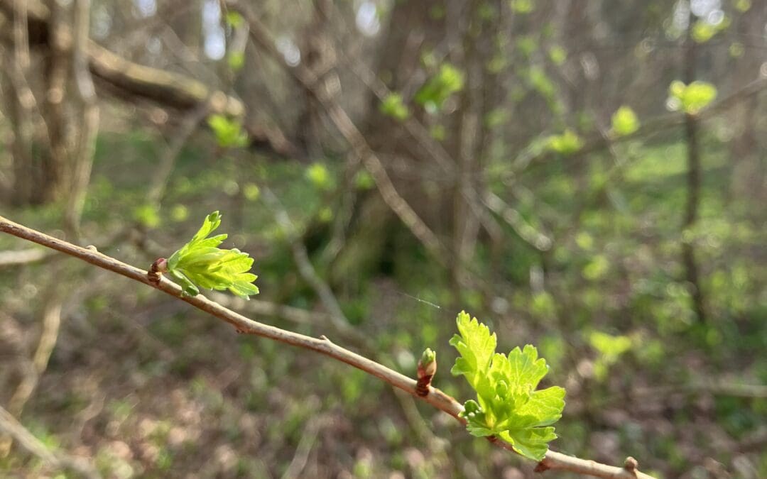 Spring Tree Identification & Their Uses Walk