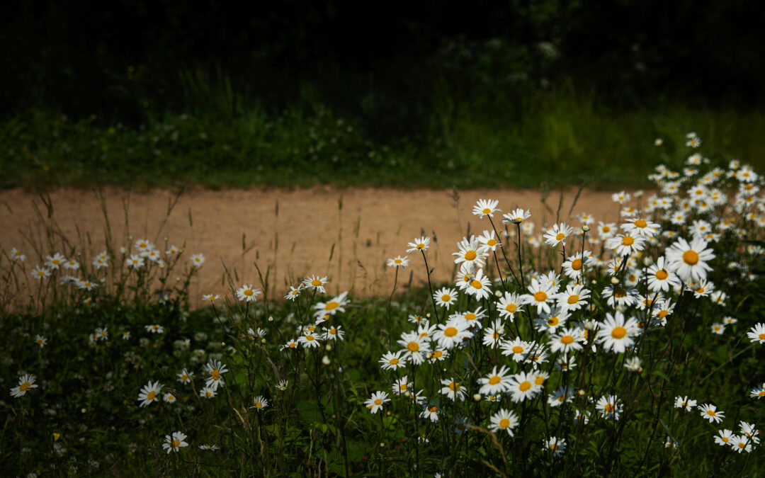 Grassland Species Identification Training