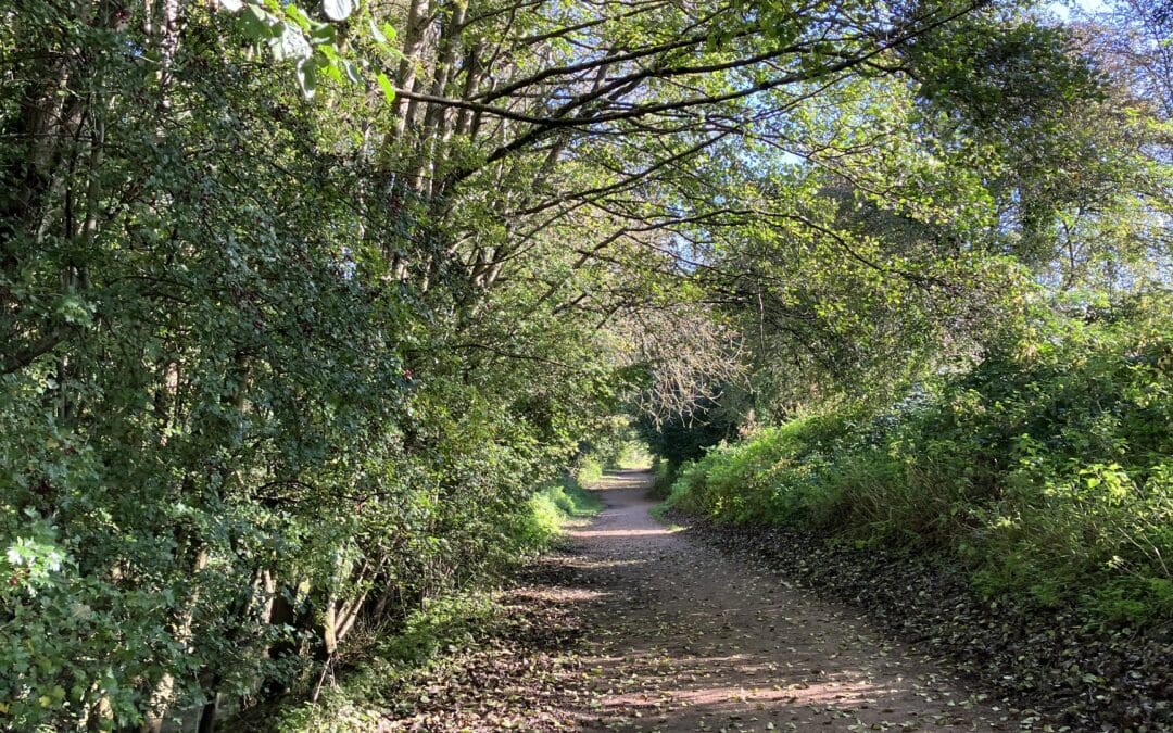 Autumnal Woodland Walk