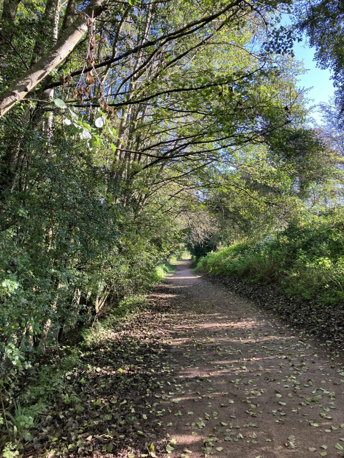 Midsomer Norton Town Park footpath with trees in October.