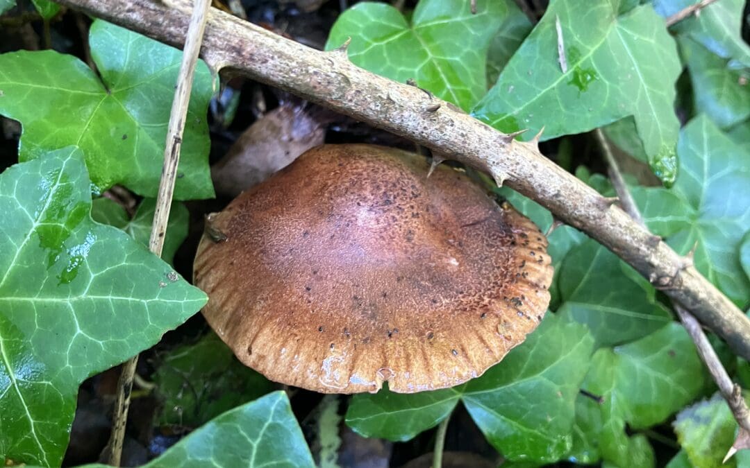 Fungi Foraging Walk