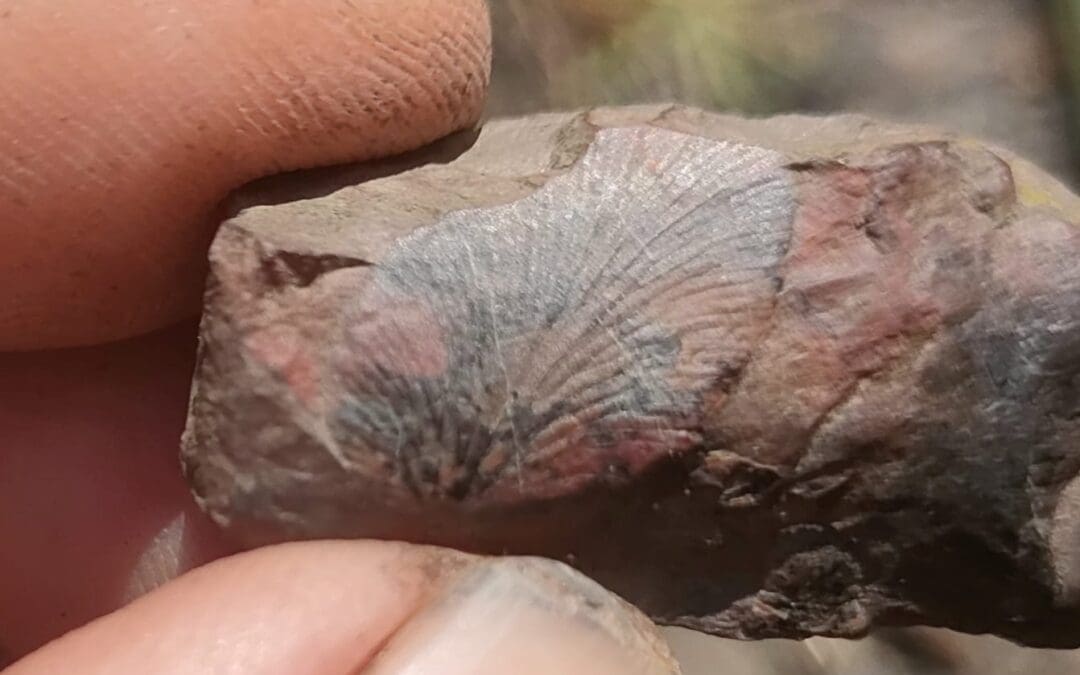Fossil Hunting on Haydon Batch