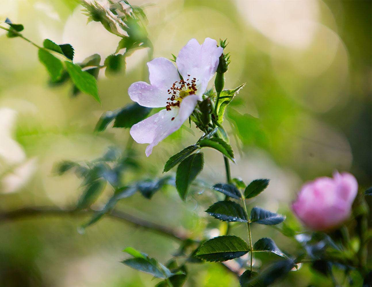 Bee collecting nectar from flower