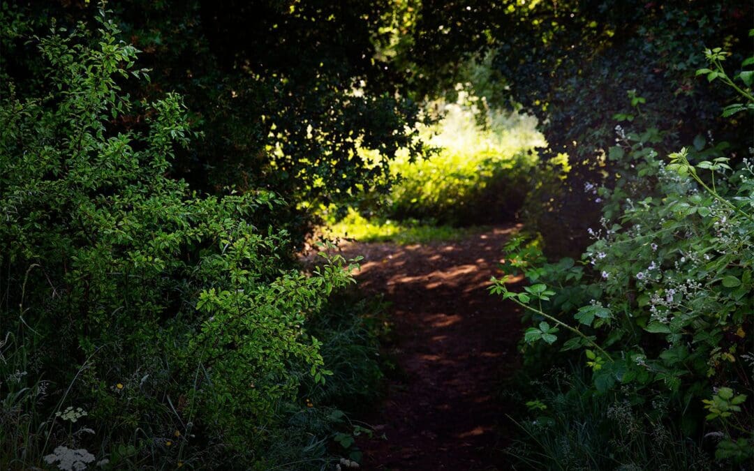 Forest Bathing 4-Week Course