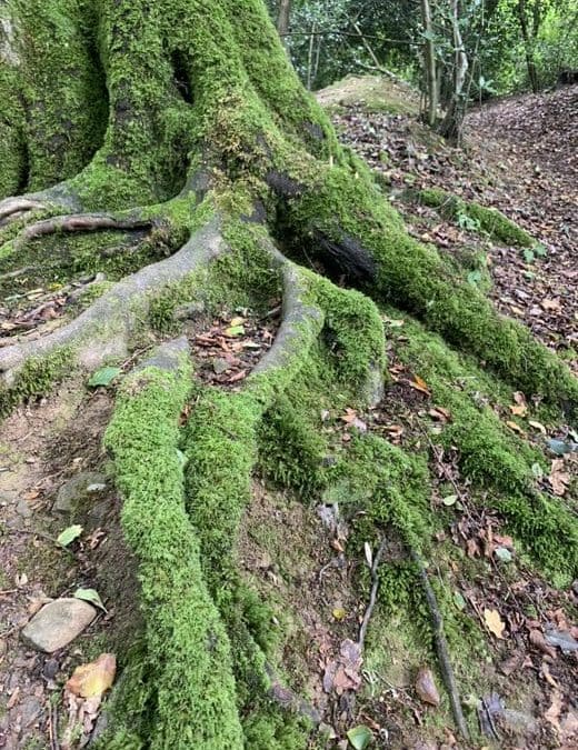 Mosses, Liverworts and Lichen species identification training