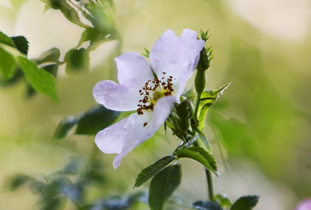 Mindfulness & Meditation with Nature Taster
