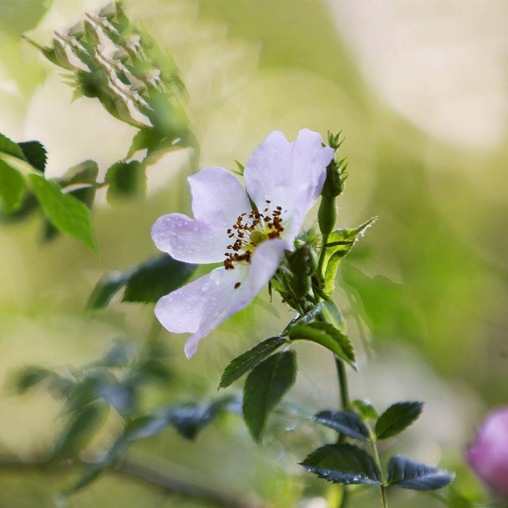 Somer Valley rediscovered June