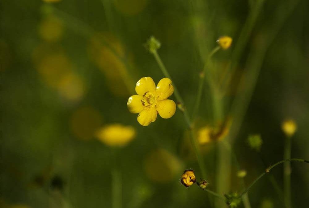Mindfulness and Meditation with Nature Course