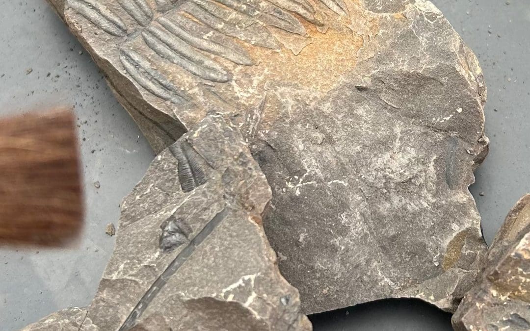 Fossil Hunting in Midsomer Norton Town Park