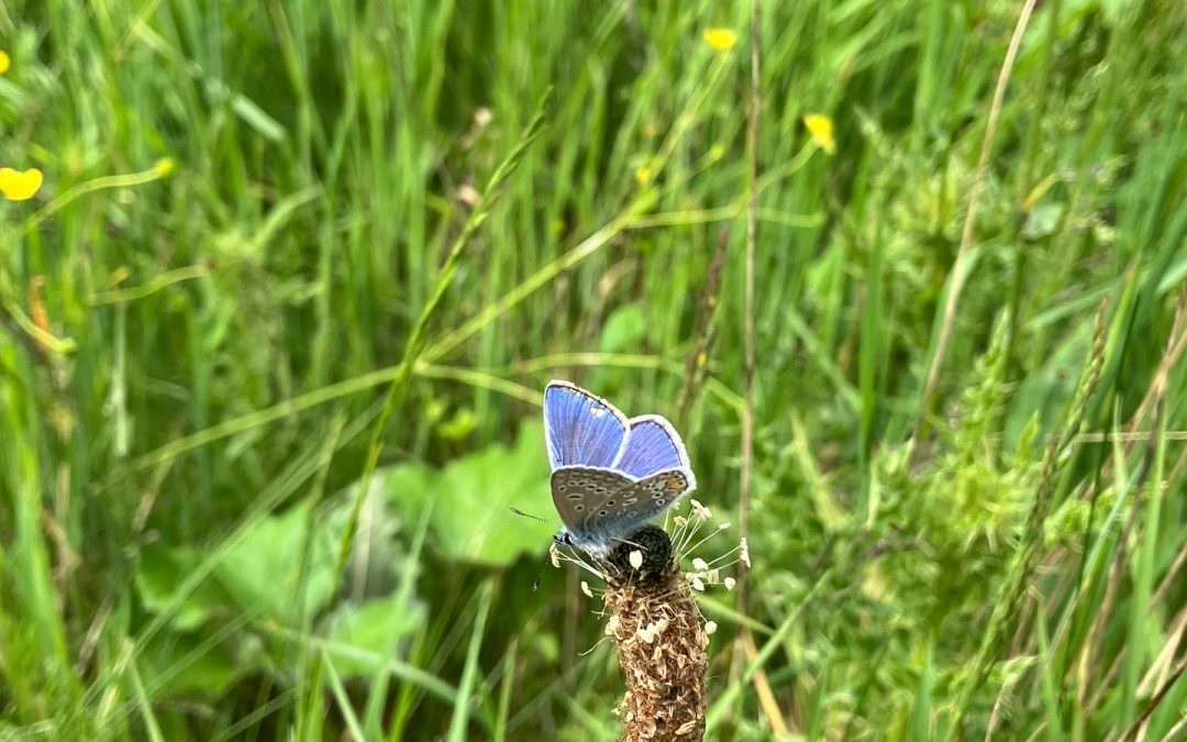 Family Butterfly Walk and Music Workshop!