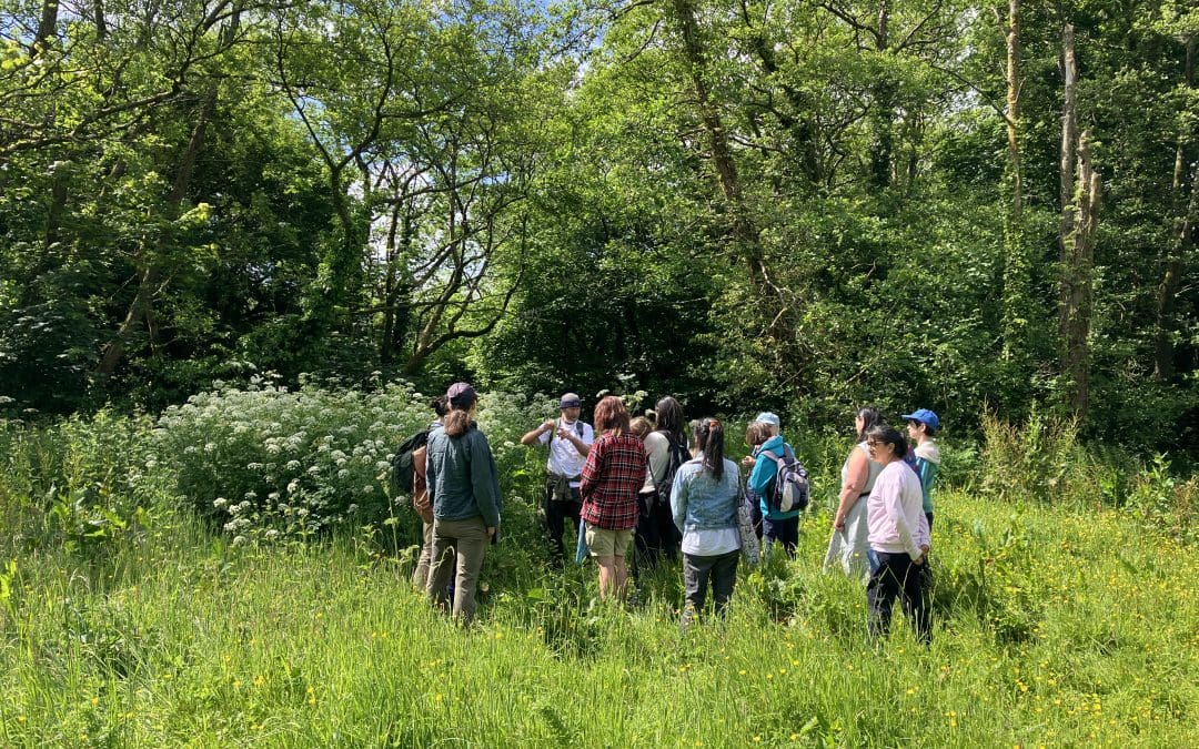 Summer Foraging in Waterside Valley