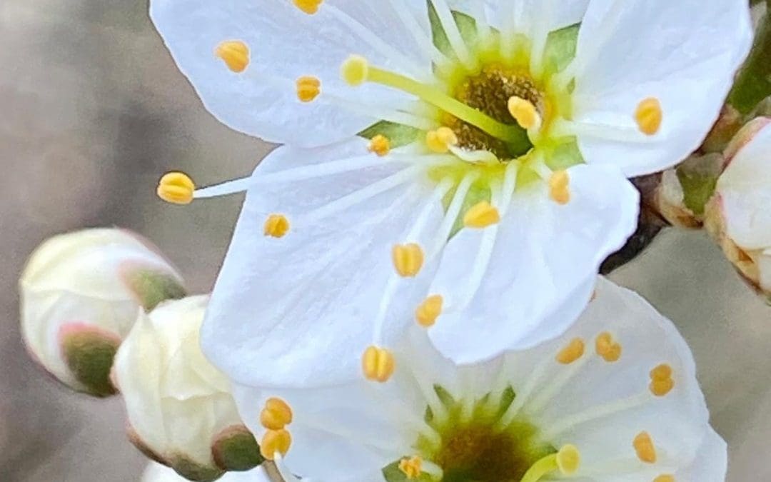 Through the Lens of Nature: Movement, Mindfulness & Photography